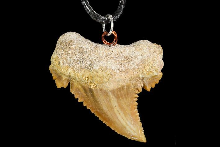 Fossil Shark (Palaeocarcharodon) Tooth Necklace -Morocco #110022